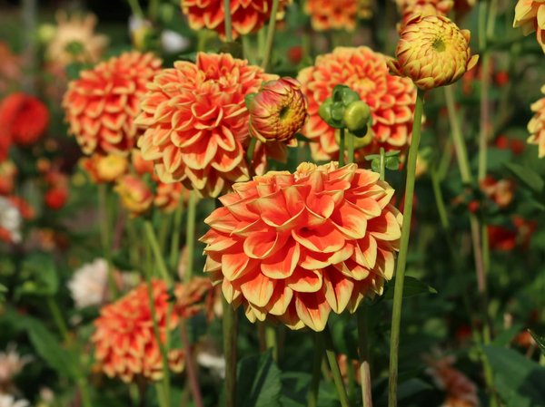 Comment bien choisir l'agence immobilière pour louer une maison