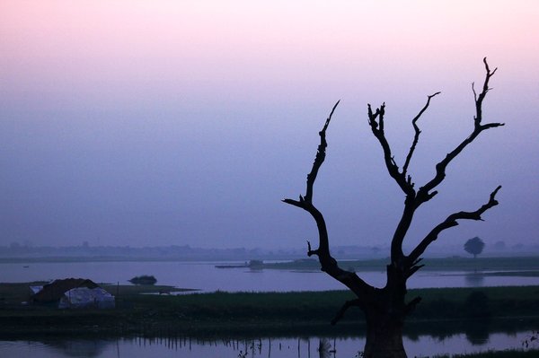 Comment faire mourir un arbre efficacement et écologiquement